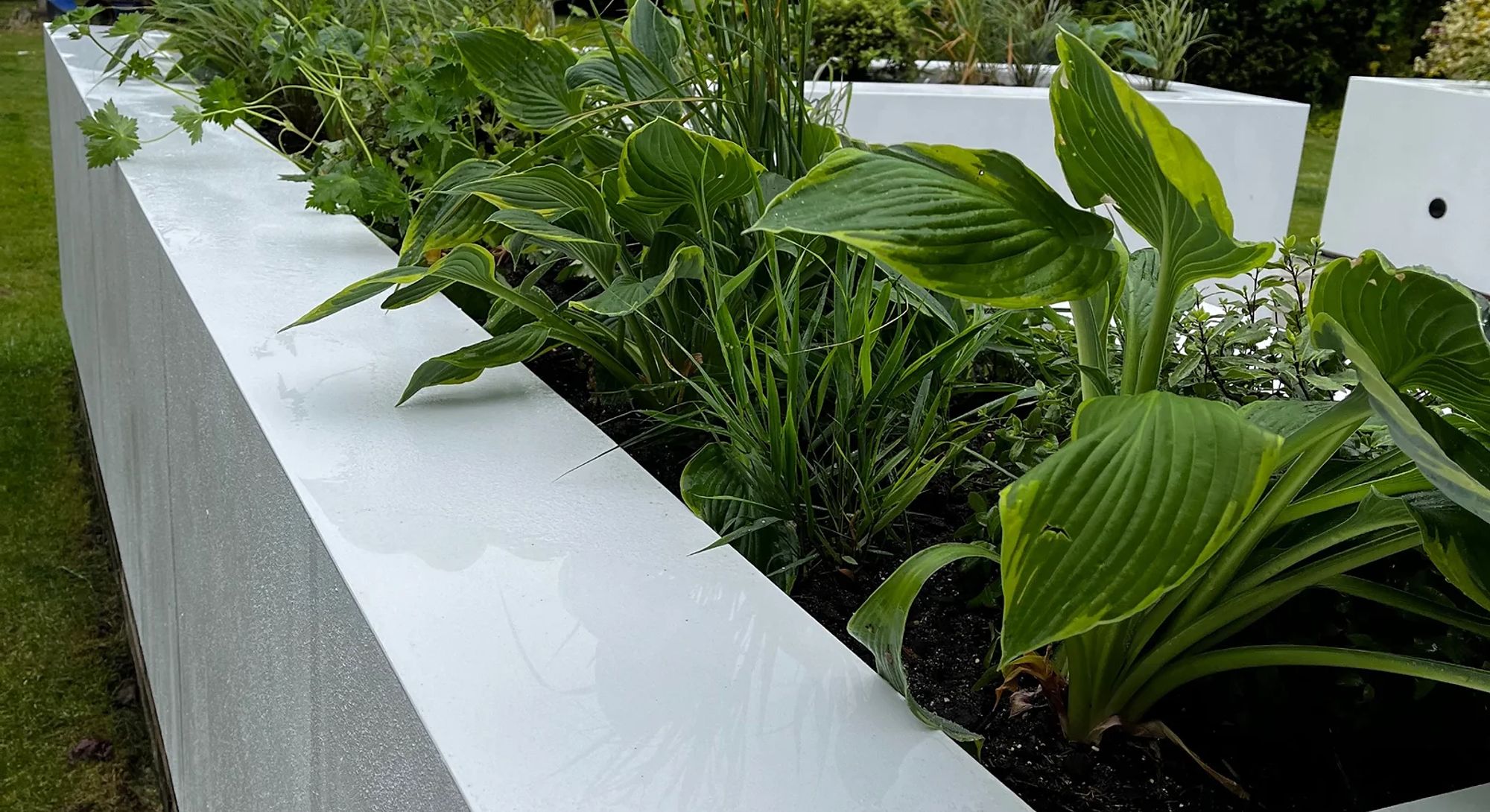 a selection of green plants in a white flower bed