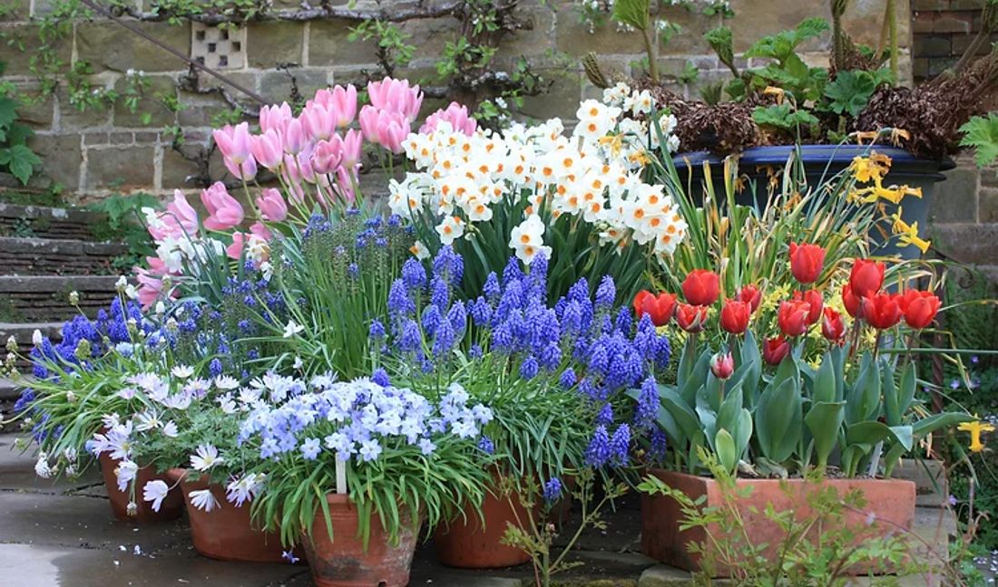 A colourful arrangement of Cotswold garden flowers in their beds